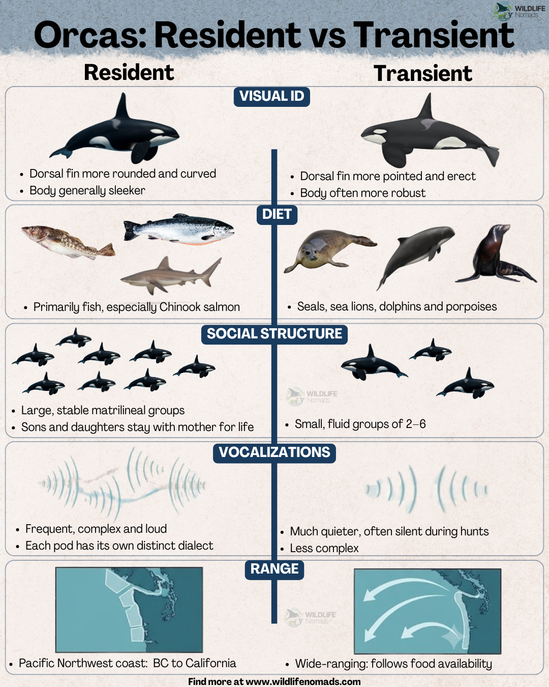 Orcas: Resident vs Transient Comparison Orcas: Resident vs Transient Comparison