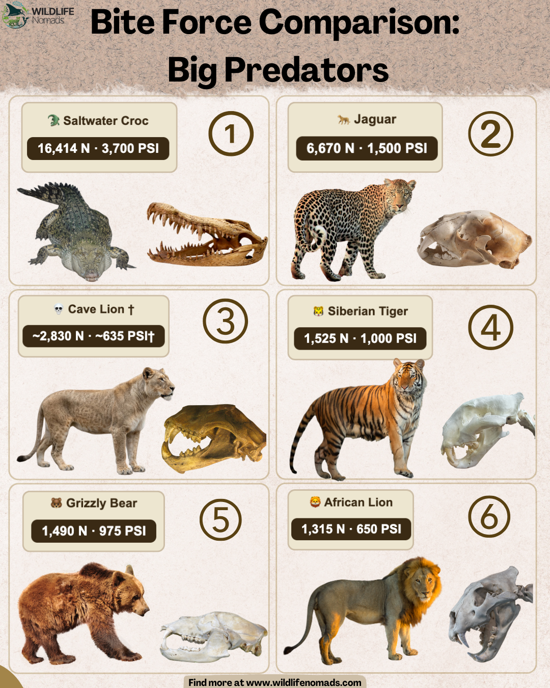 A cool infographic comparing the bite force of the extinct american lion vs modern predators A cool infographic comparing the bite force of the extinct american lion vs modern predators